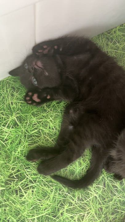 Enlarge Lurch, a Adoptable Domestic Short Hair in Langley, BC video 2/3