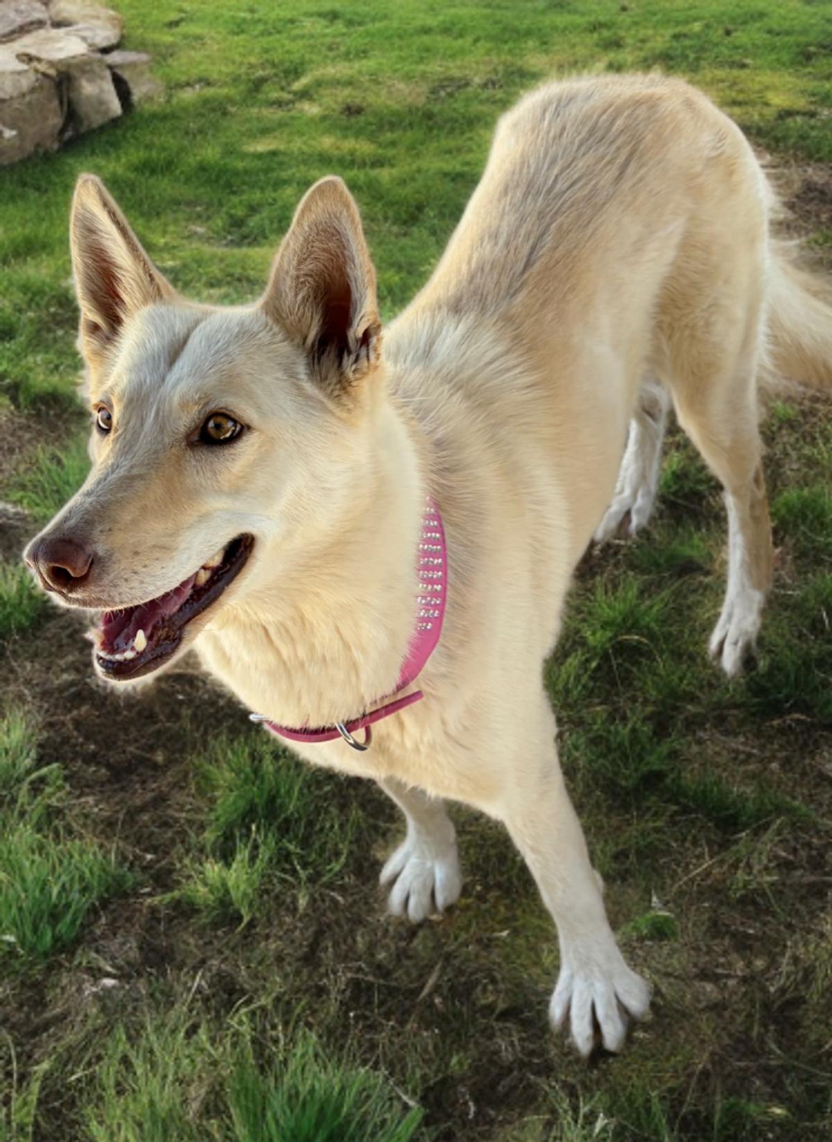 Shimmer, Adoptable, Adult Female Shepherd.