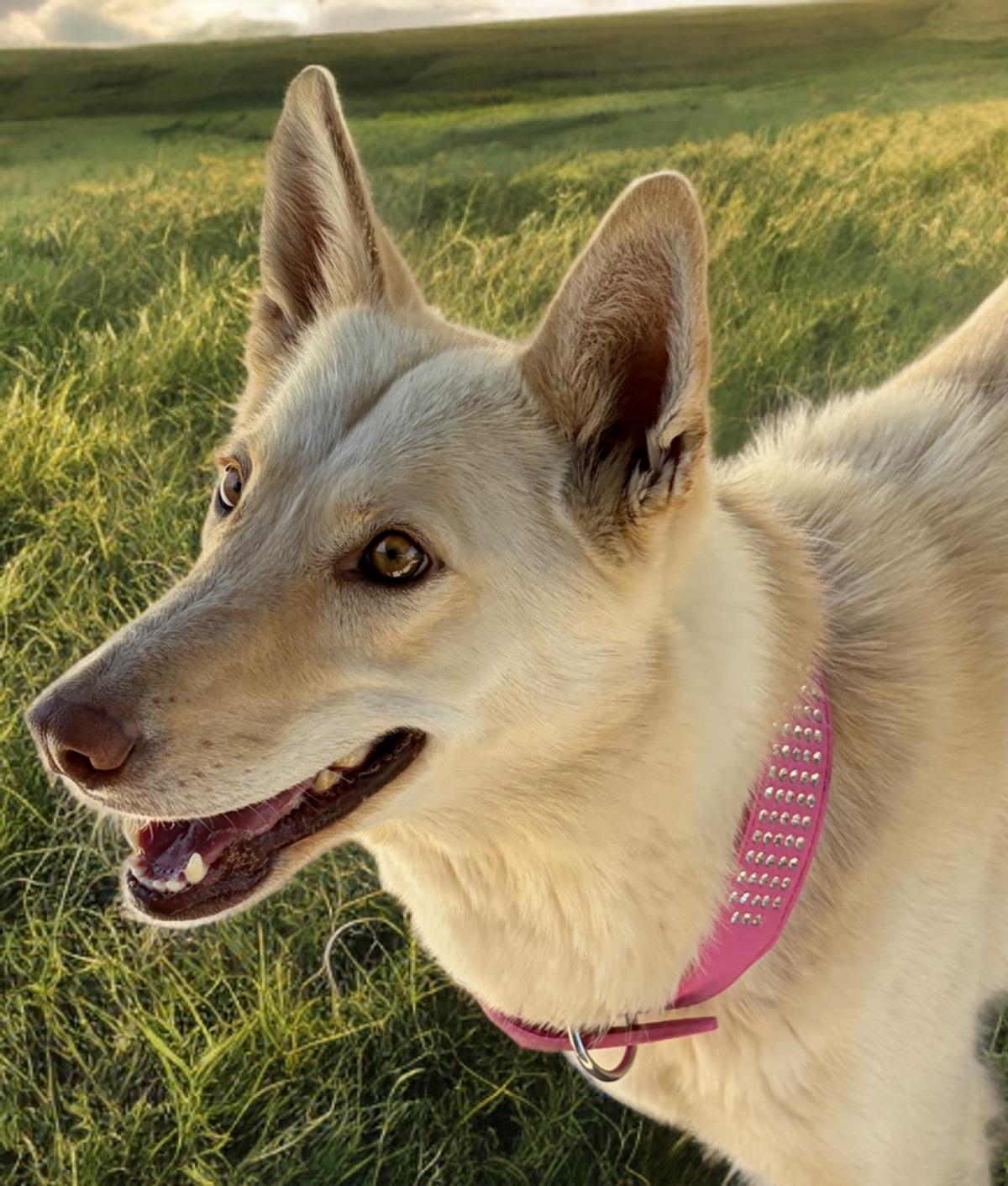 Shimmer, a Adoptable Shepherd in Kingman, AZ image 2/3