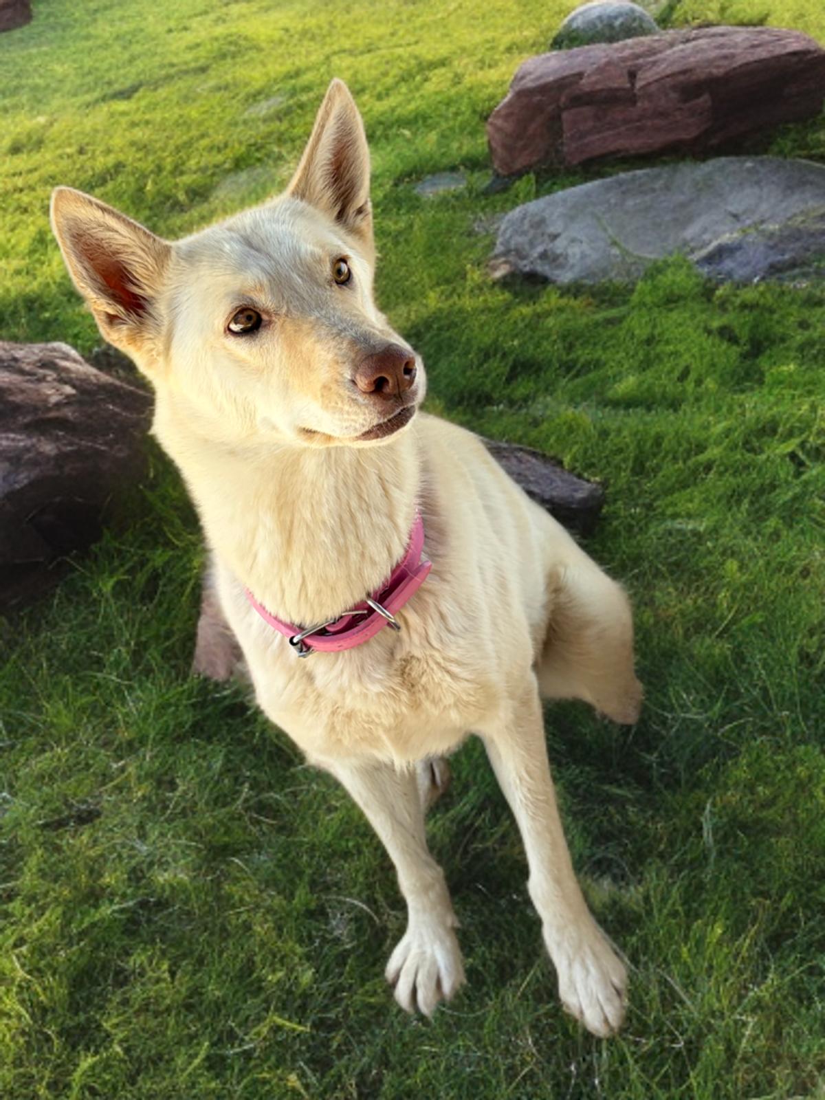 Shimmer, a Adoptable Shepherd in Kingman, AZ image 3/3