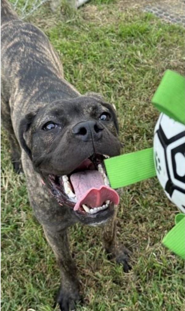 Enlarge FOSTER URGENTLY NEEDED, a Adoptable mixed breed in Hedgesville, WV image 2/2