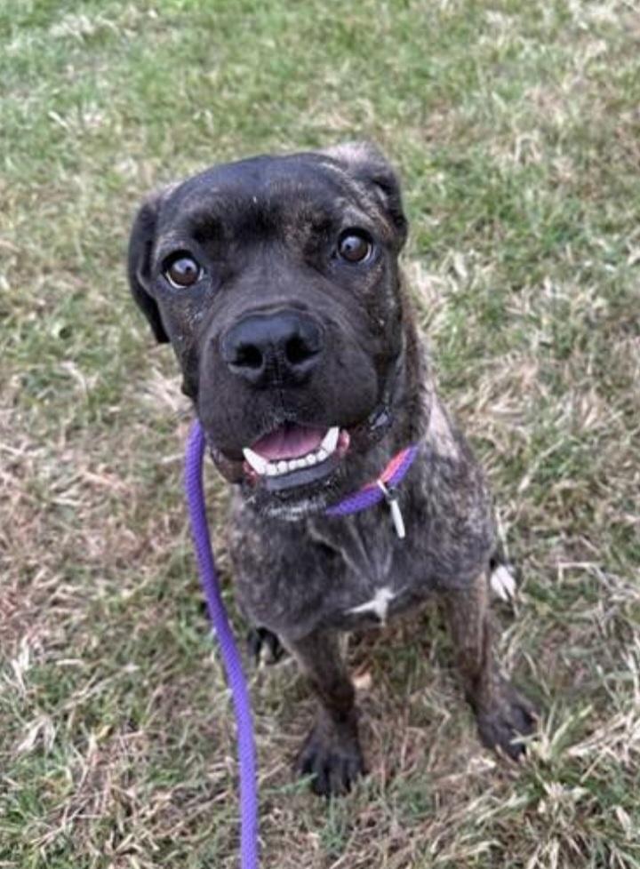 Enlarge FOSTER URGENTLY NEEDED, a Adoptable mixed breed in Hedgesville, WV image 1/2