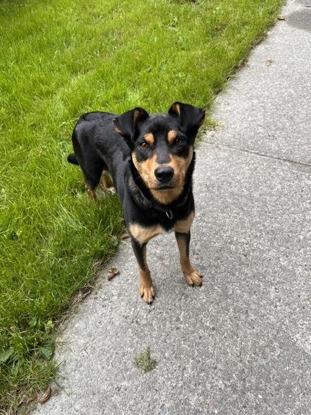 Lumi, Adoptable, Adult Female Rottweiler & Australian Kelpie.
