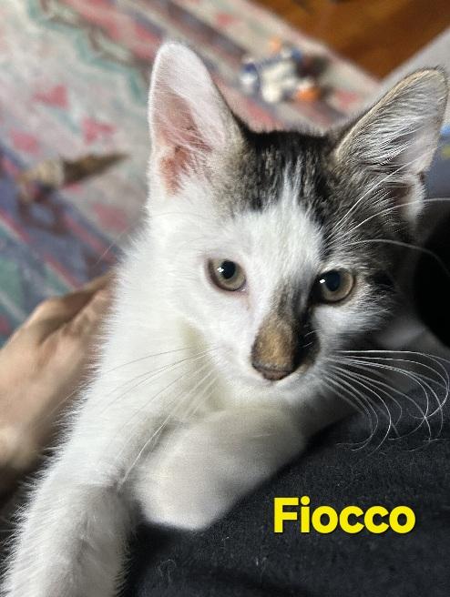 Enlarge Fiocco and Stella, an adopted Domestic Short Hair in Flushing, NY image 3/4