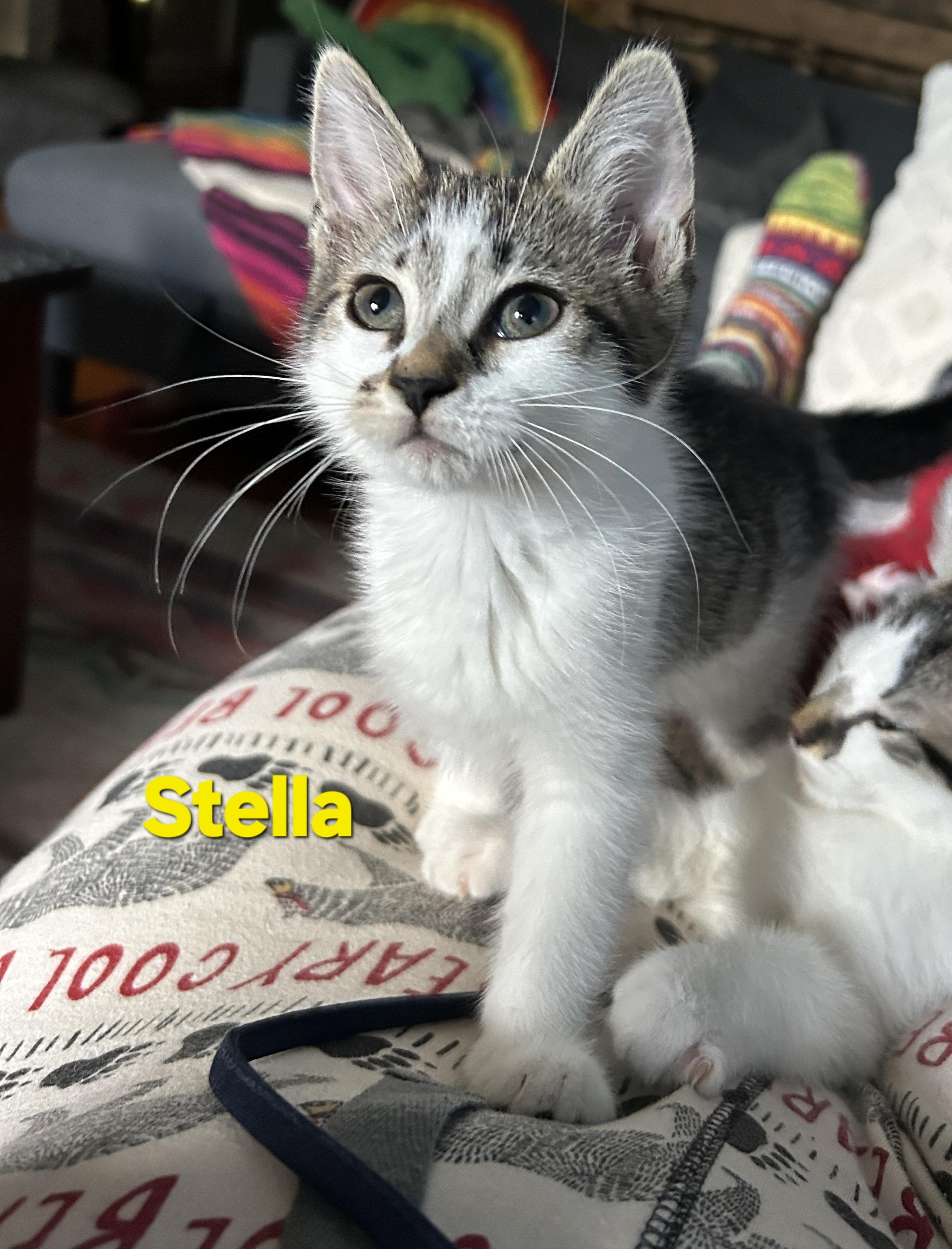 Enlarge Fiocco and Stella, an adopted Domestic Short Hair in Flushing, NY image 2/4