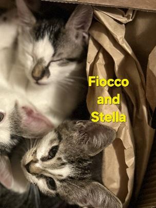 Fiocco and Stella, adopted, Kitten Male Domestic Short Hair.