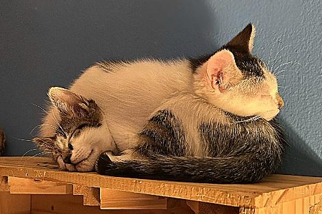 Enlarge Fiocco and Stella, an adopted Domestic Short Hair in Flushing, NY image 4/4