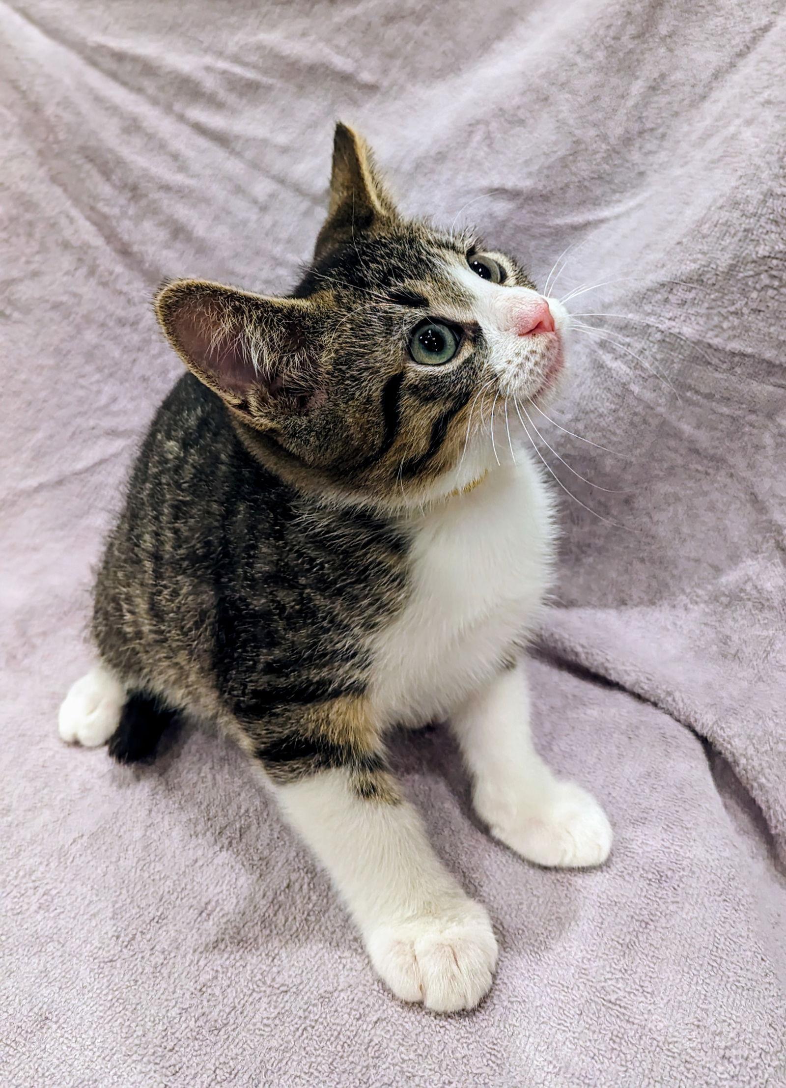 Timmy, Adopted, Kitten Male Domestic Short Hair & Tabby.