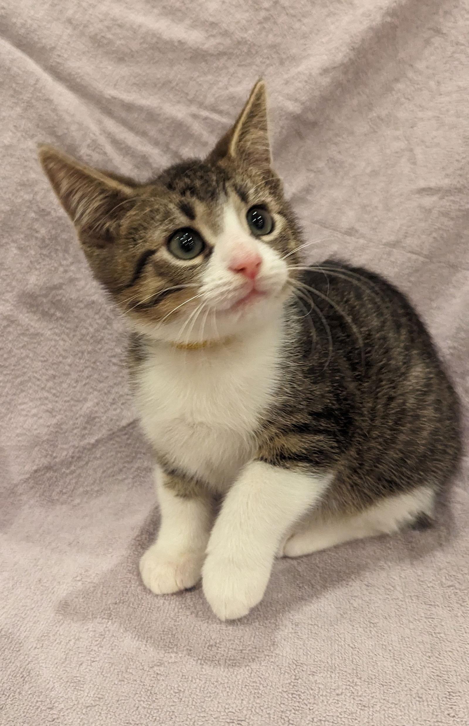 Timmy, a Adopted mixed breed in Pensacola, FL image 2/3