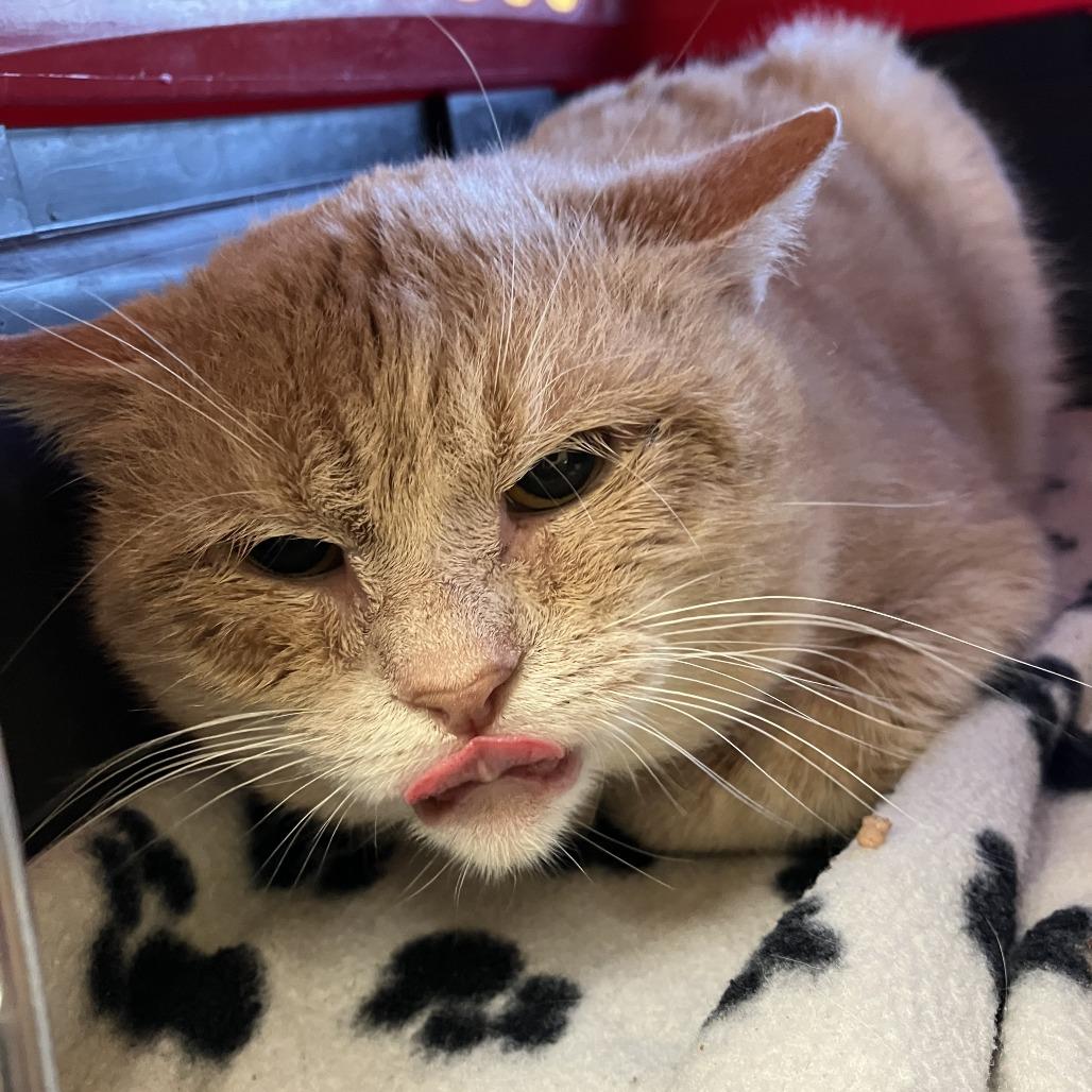 Enlarge Mickey, a Adoptable Domestic Short Hair in Burlington, ON image 1/2