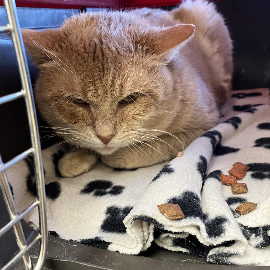 Enlarge Mickey, a Adoptable Domestic Short Hair in Burlington, ON image 2/2