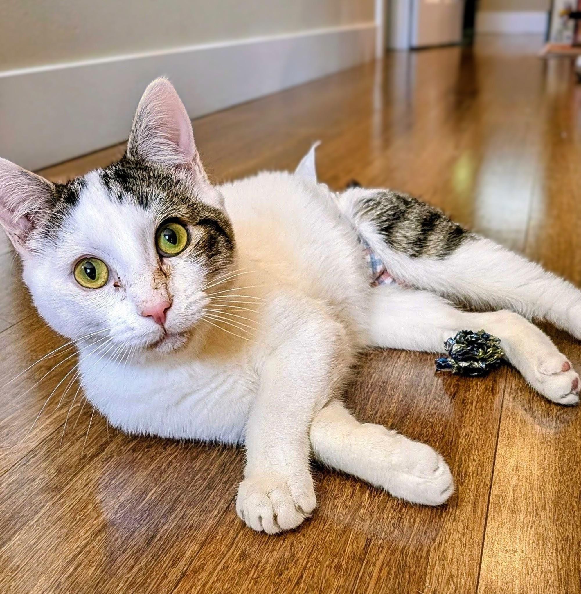 Maverick, Adoptable, Kitten Male Domestic Short Hair.