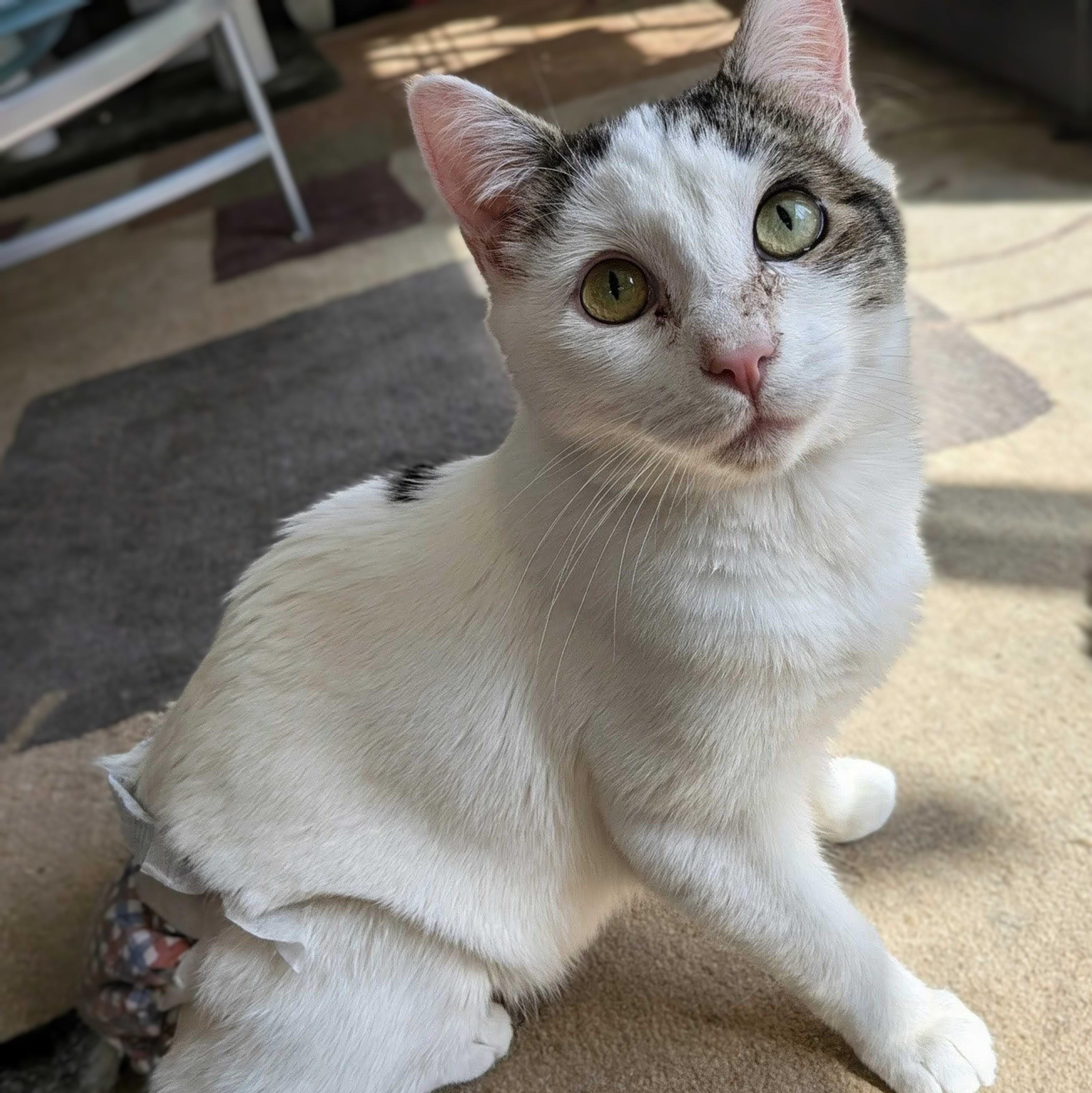 Enlarge Maverick, a Adoptable Domestic Short Hair in Wilsonville, OR image 2/4