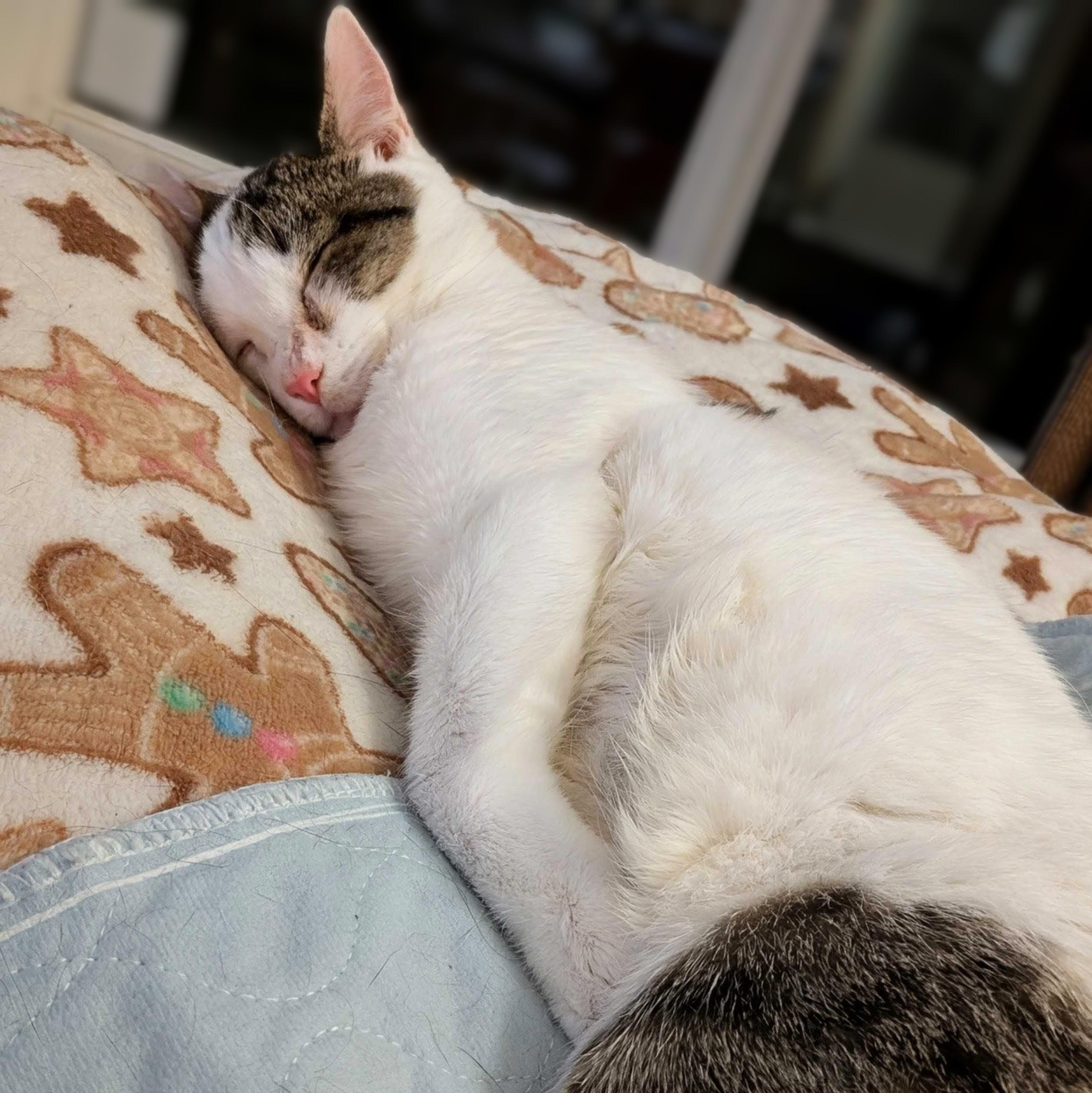 Enlarge Maverick, a Adoptable Domestic Short Hair in Wilsonville, OR image 3/4