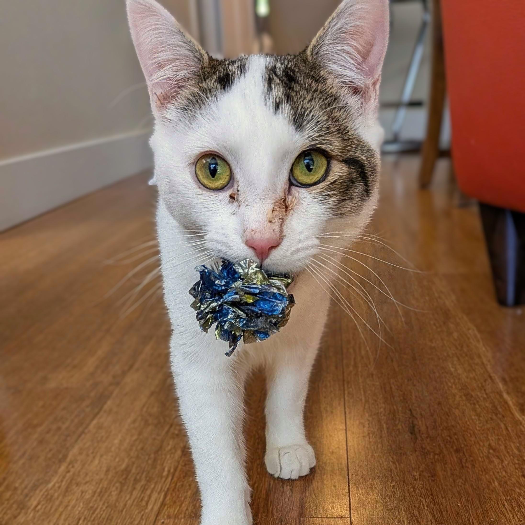Enlarge Maverick, a Adoptable Domestic Short Hair in Wilsonville, OR image 4/4