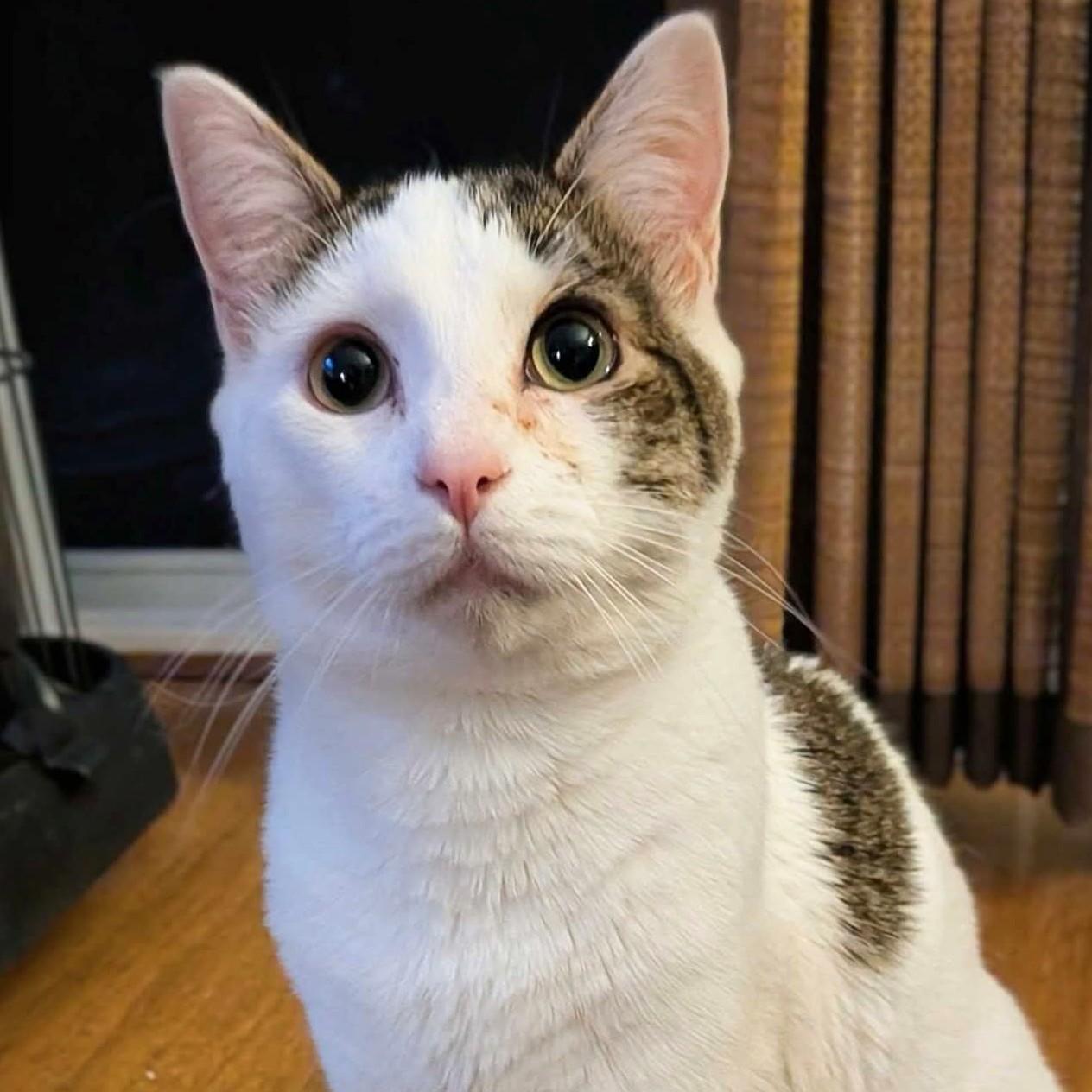 Enlarge Maverick, a Adoptable Domestic Short Hair in Wilsonville, OR image 6/6