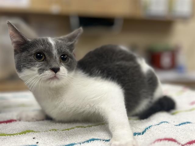 Enlarge ARYSHIRE, a Adoptable Domestic Short Hair in Aliquippa, PA image 1/1