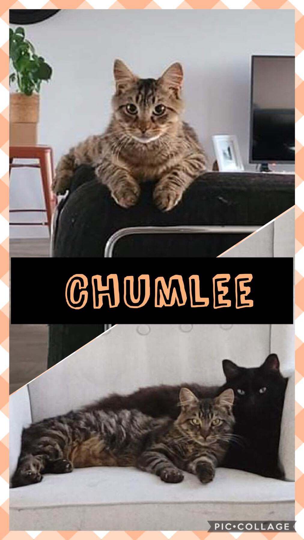 Chumlee, a Adoptable Domestic Medium Hair in Beloeil, QC image 1/2
