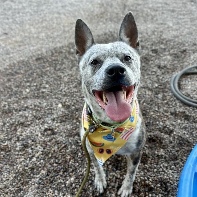 DUKE, Adoptable, Adult Male Australian Cattle Dog / Blue Heeler & Mixed Breed.