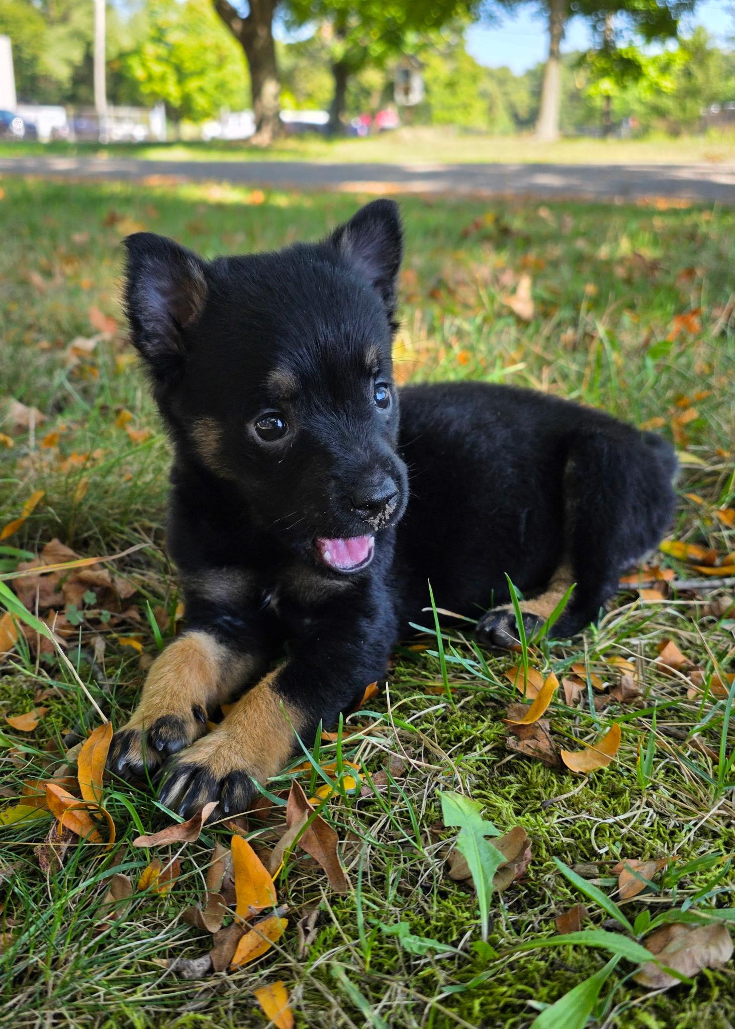 Lumi - In Foster