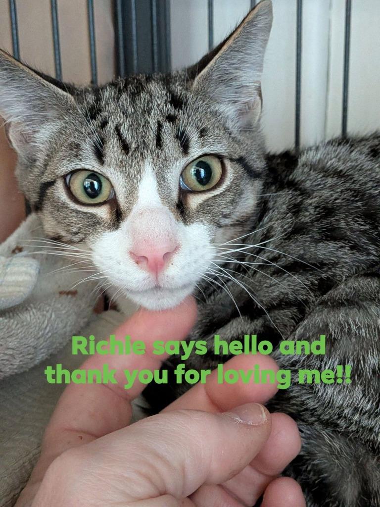 Enlarge Richie, a Adoptable mixed breed in Libertyville, IL image 1/4
