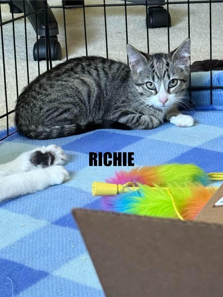 Enlarge Richie, a Adoptable mixed breed in Libertyville, IL image 3/4