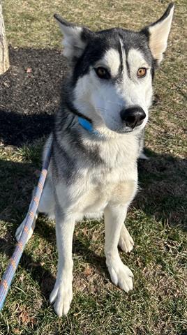 Enlarge FRED JONES, a Adoptable Siberian Husky in Dayton, OH image 1/1