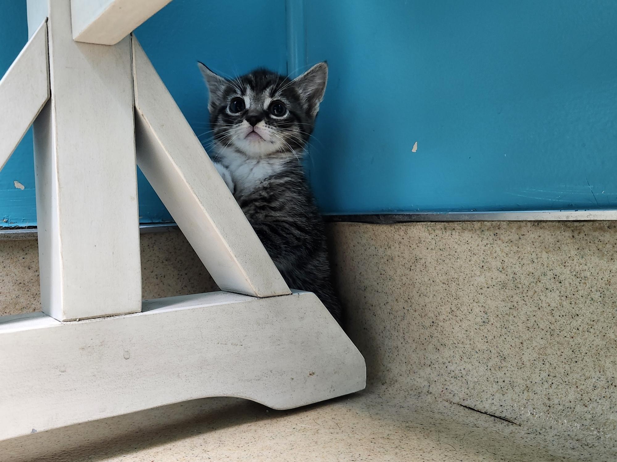 Strawberry, ADOPTABLE, Kitten Female Domestic Short Hair.
