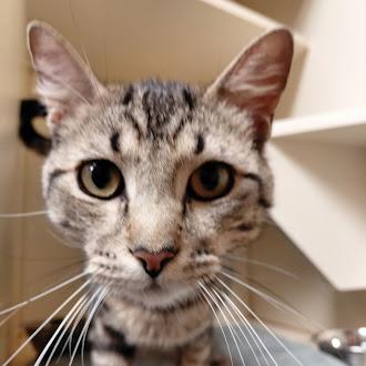 Ryan, Adoptable, Adult Male Domestic Short Hair.