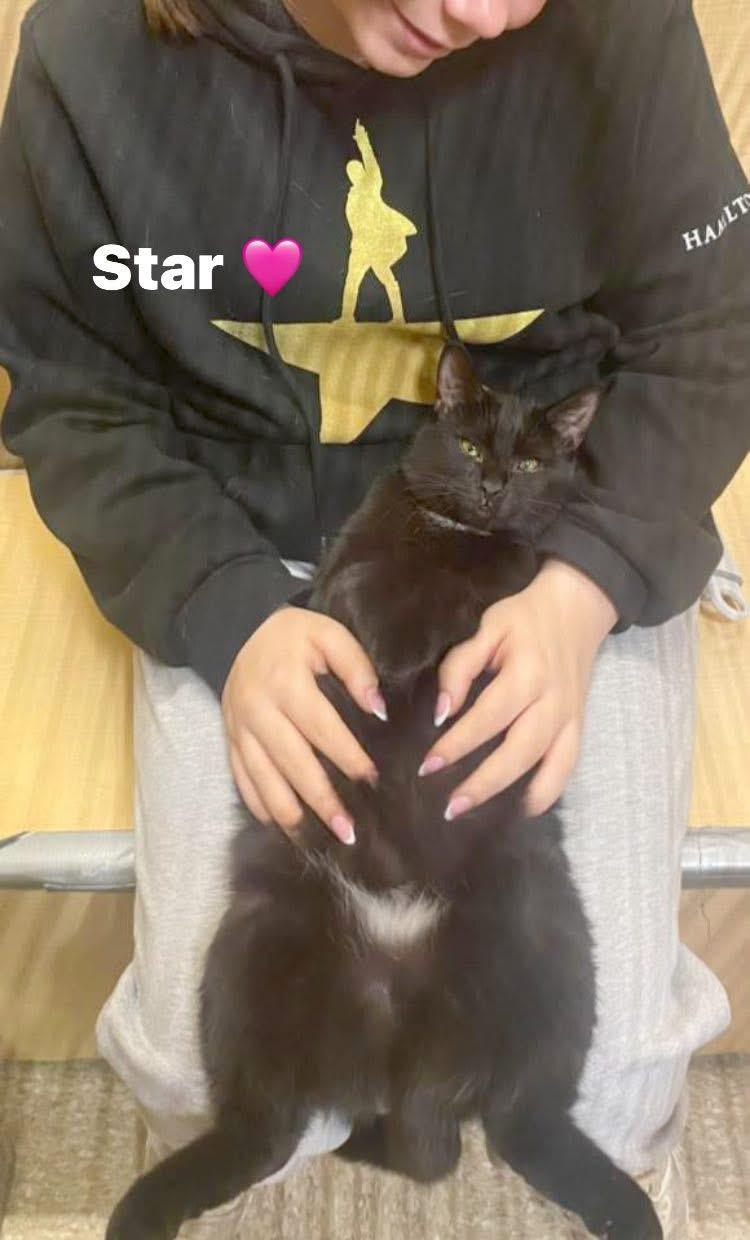 Enlarge Star, a Adoptable Domestic Medium Hair in Turnersville, NJ image 3/3