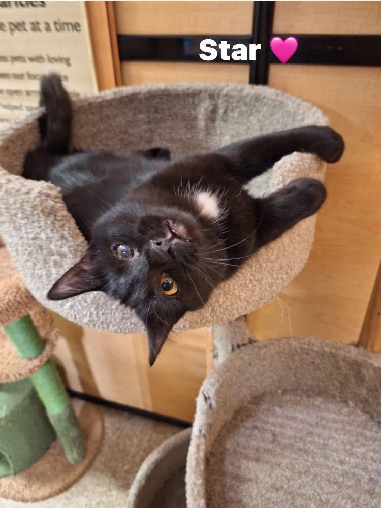 Enlarge Star, a Adoptable Domestic Medium Hair in Turnersville, NJ image 2/3