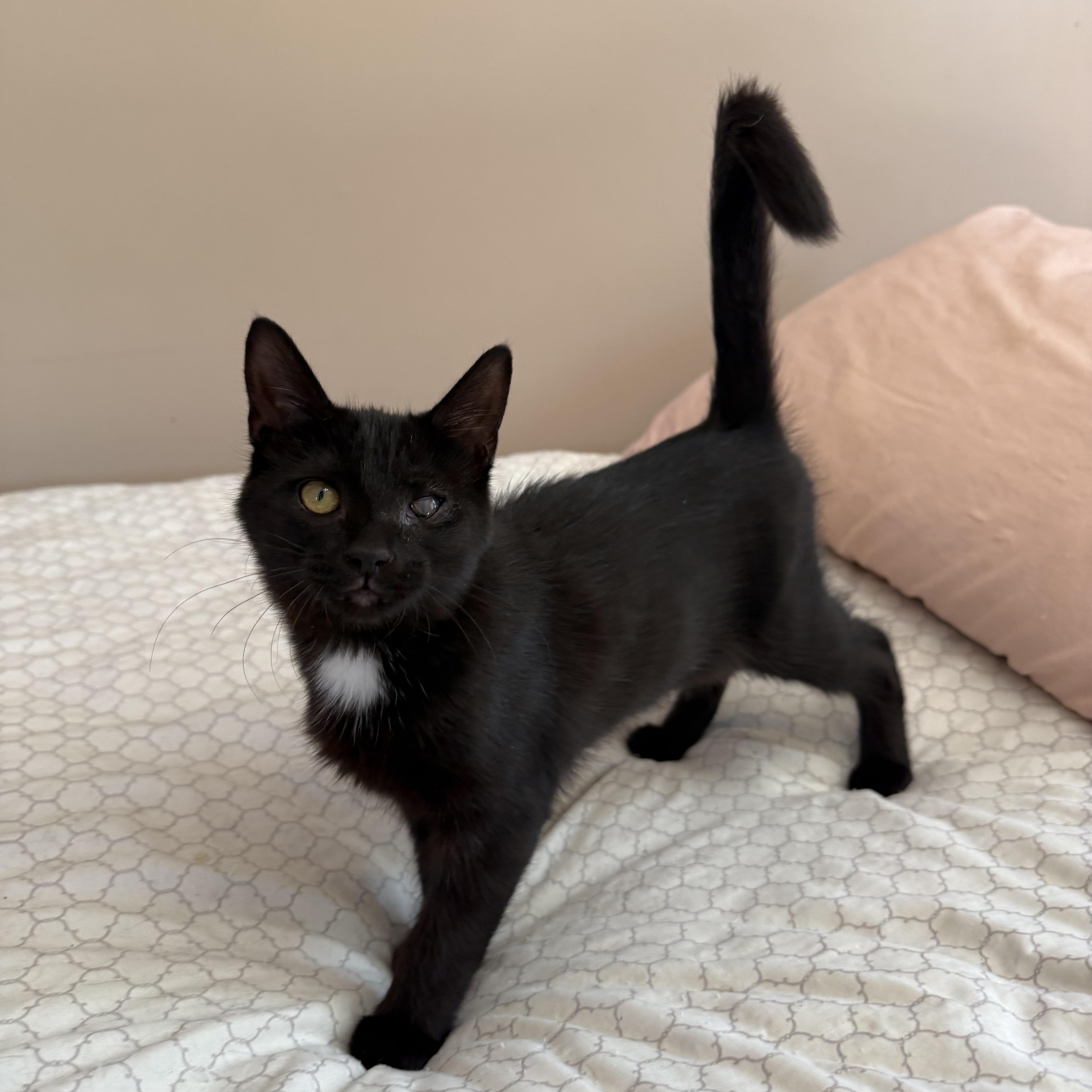 Enlarge Star, a Adoptable Domestic Medium Hair in Turnersville, NJ image 1/1
