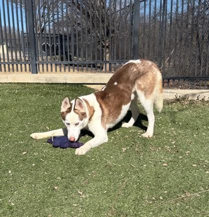 Enlarge Ragnar, a Adoptable mixed breed in Lewisville, TX image 1/3
