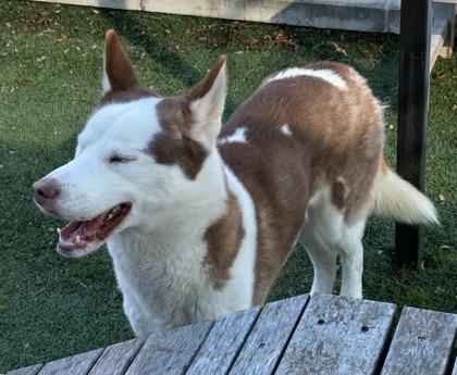 Enlarge Ragnar, a Adoptable mixed breed in Lewisville, TX image 2/3