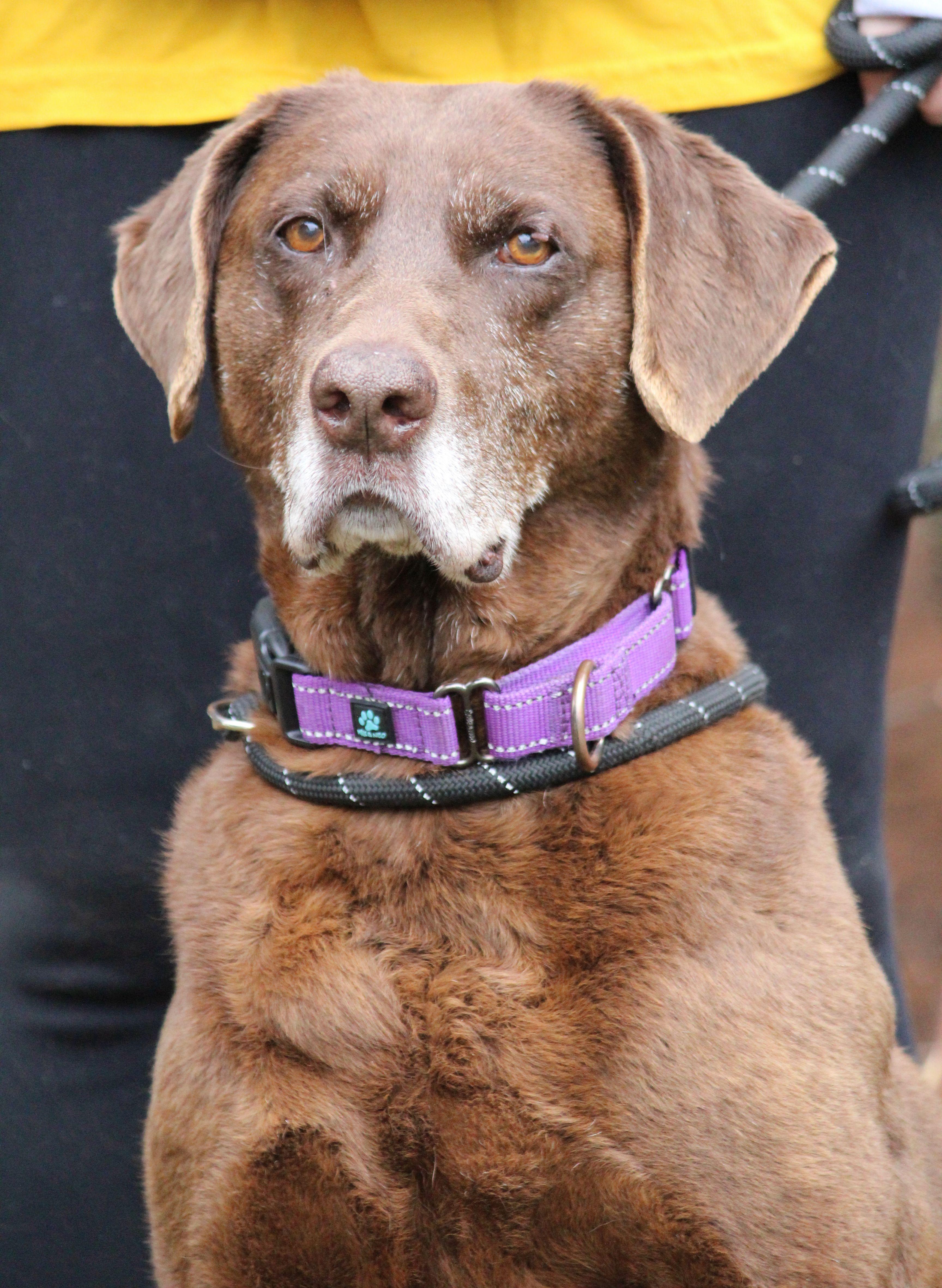 Enlarge Hattie, a ADOPTABLE mixed breed in Portage, WI image 5/5