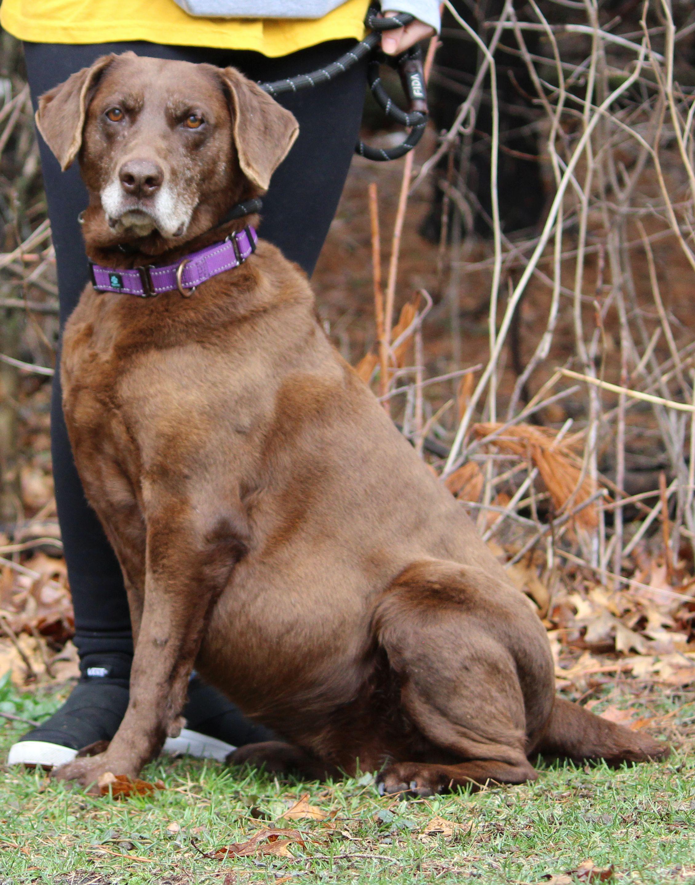 Enlarge Hattie, a ADOPTABLE mixed breed in Portage, WI image 2/5