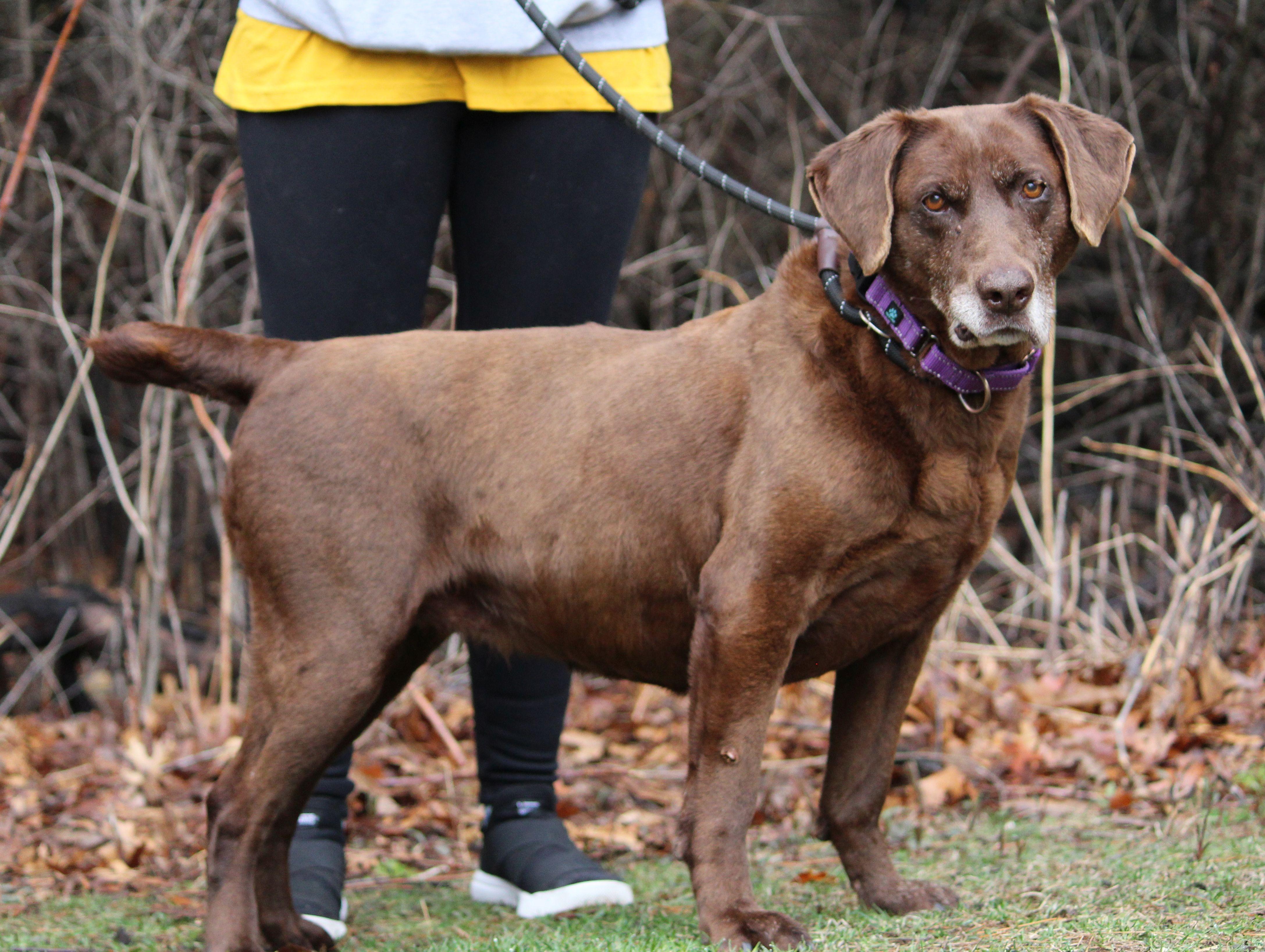 Enlarge Hattie, a ADOPTABLE mixed breed in Portage, WI image 3/5