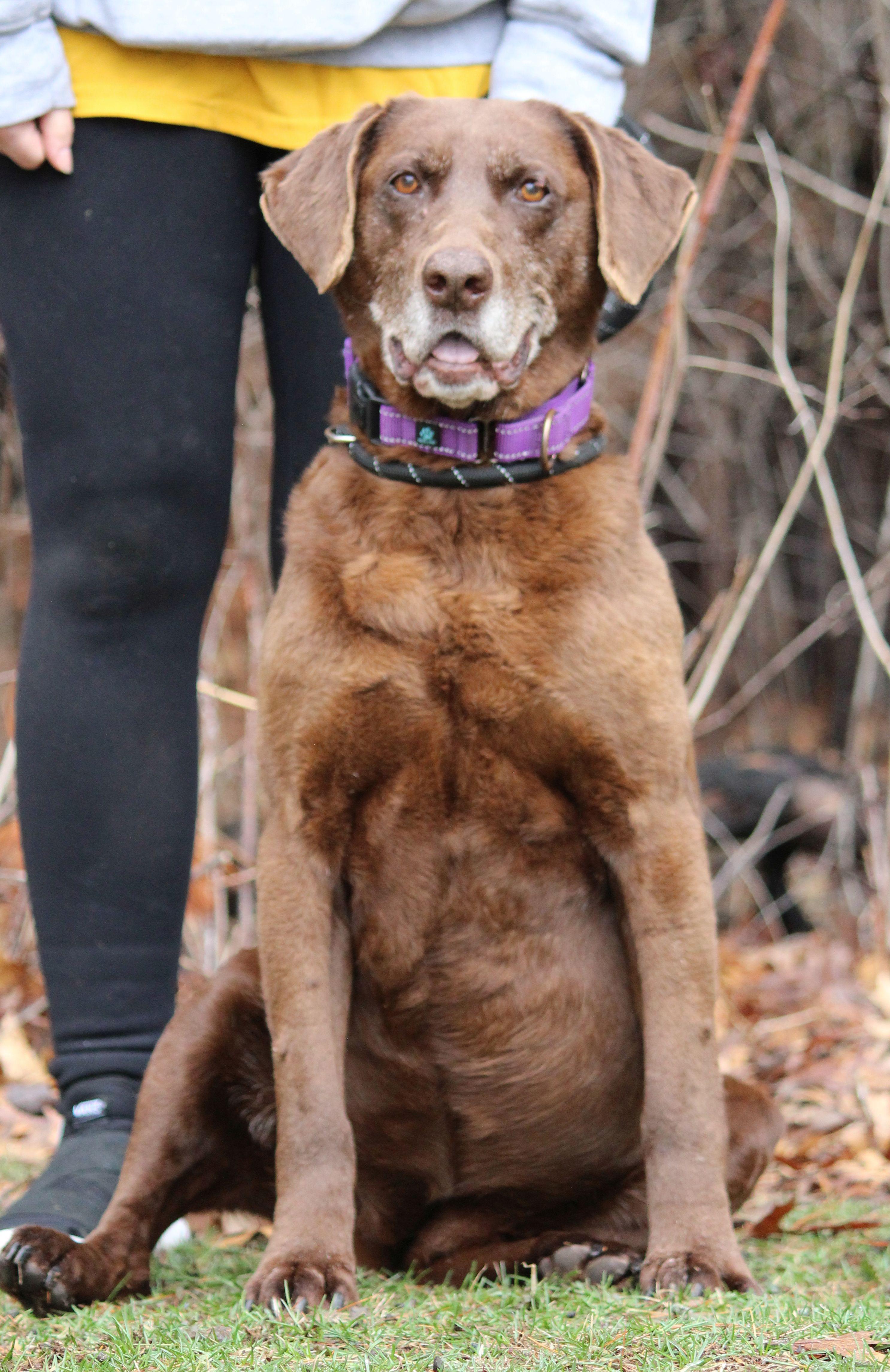 Enlarge Hattie, a ADOPTABLE mixed breed in Portage, WI image 4/5