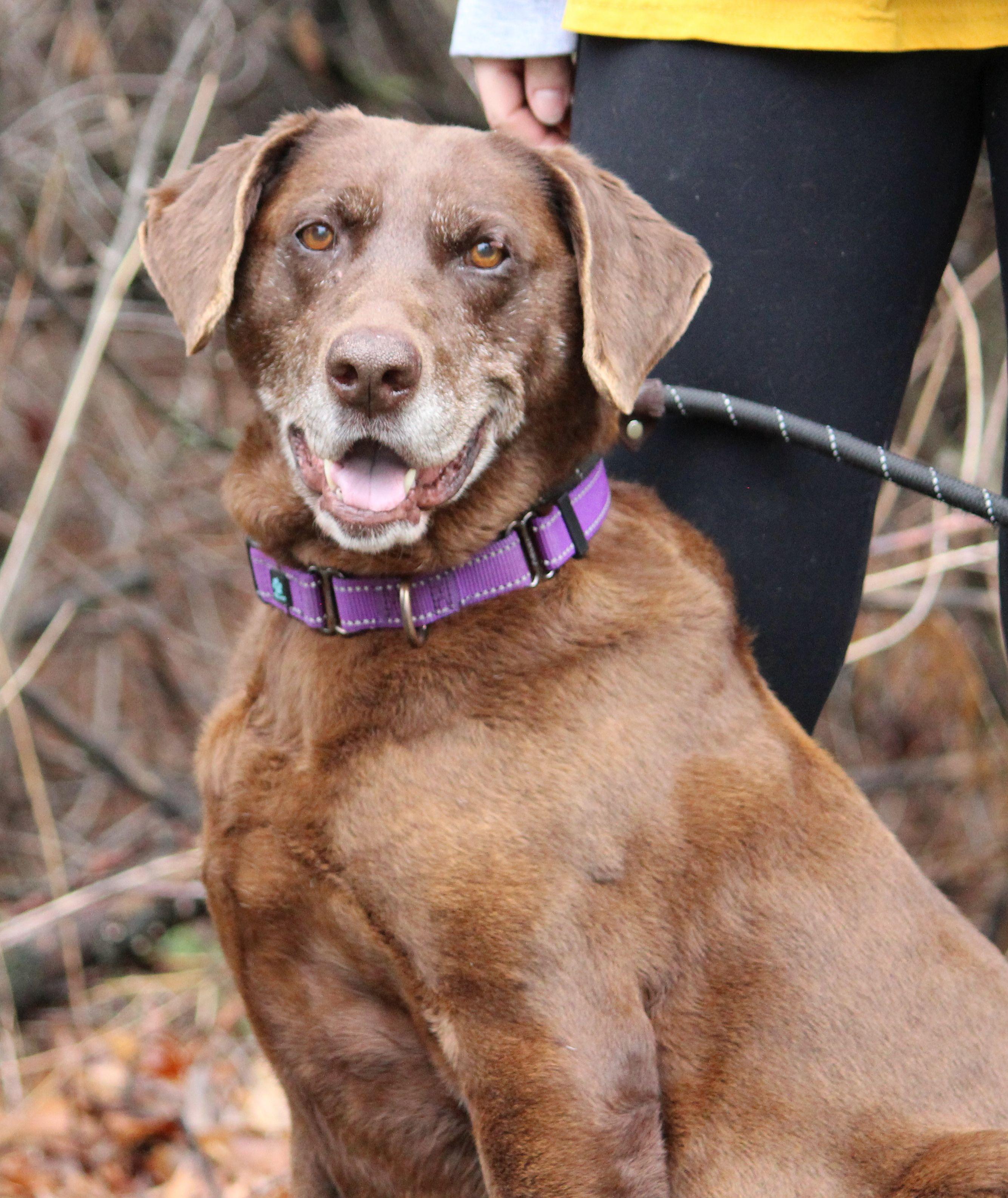 Hattie, ADOPTABLE, Senior Female Chocolate Labrador Retriever & German Shorthaired Pointer.