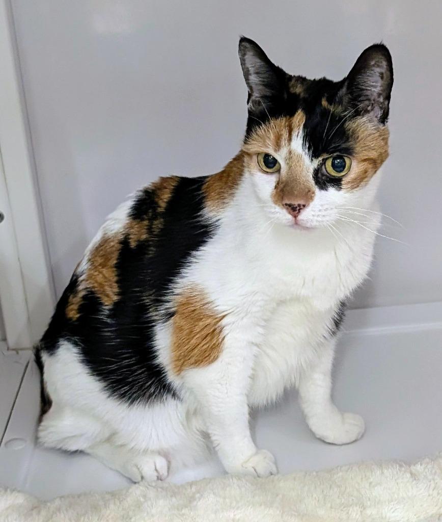 Sasha, Adoptable, Senior Female Domestic Short Hair.