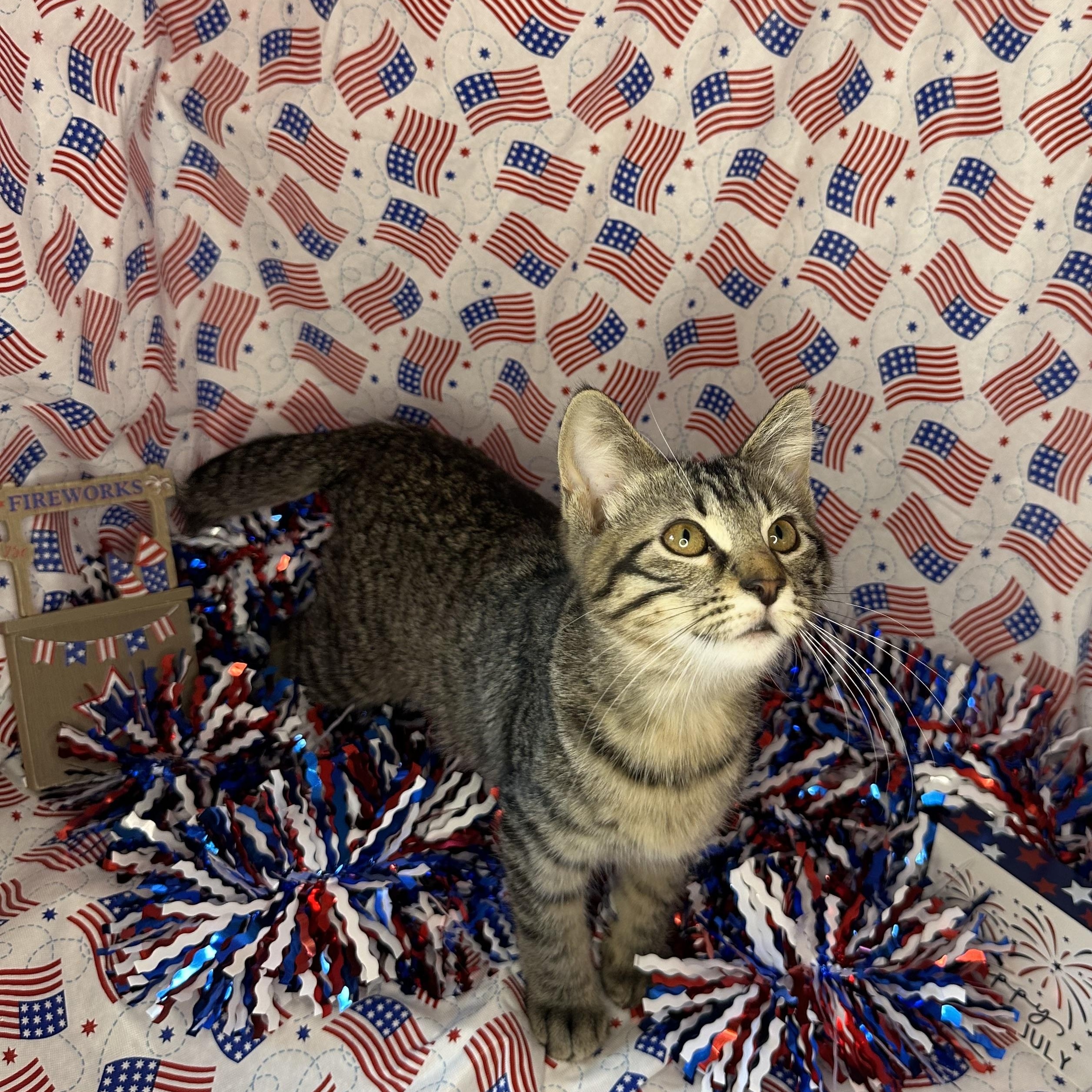 Churro & Misfit (Bonded Pair)