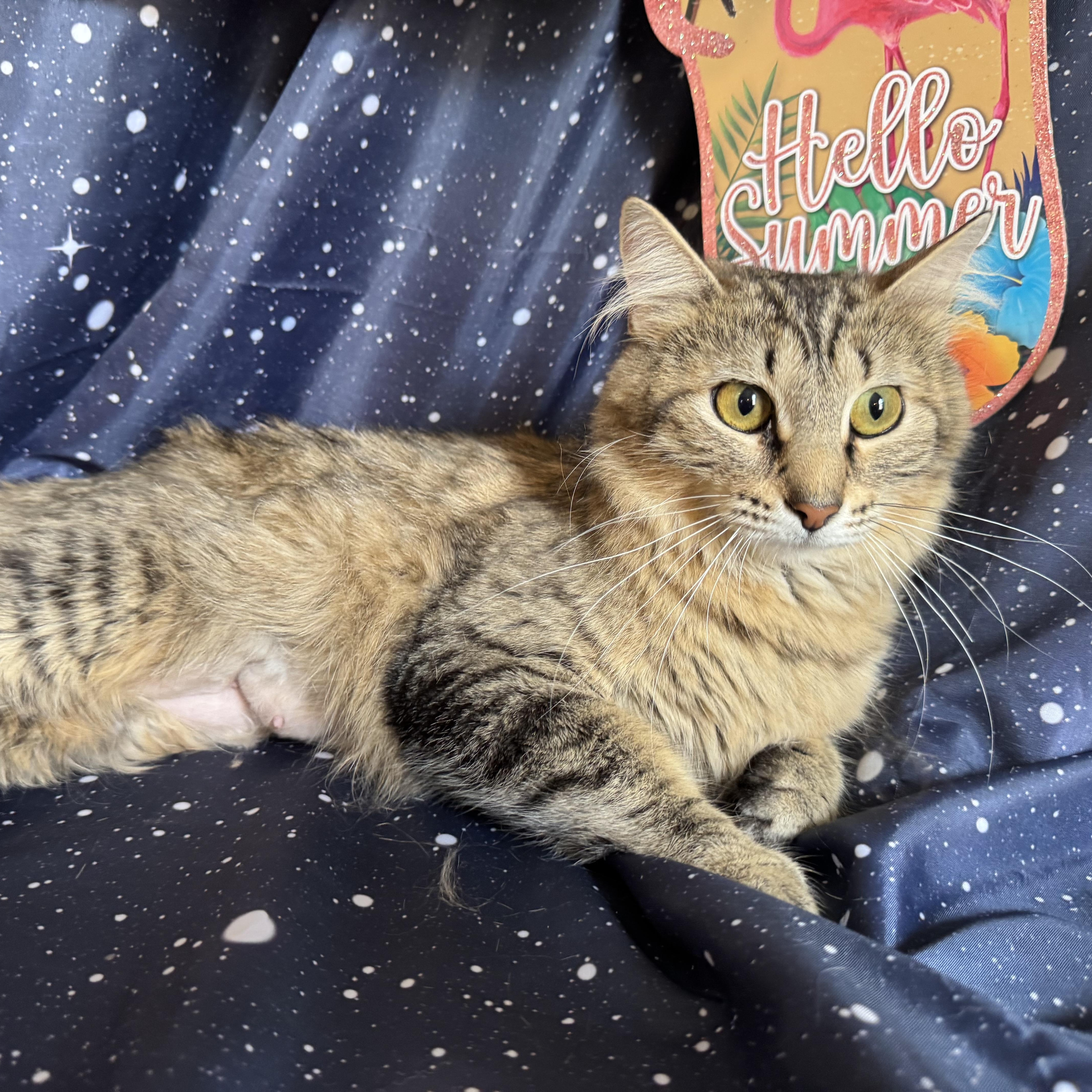 Churro & Misfit (Bonded Pair)