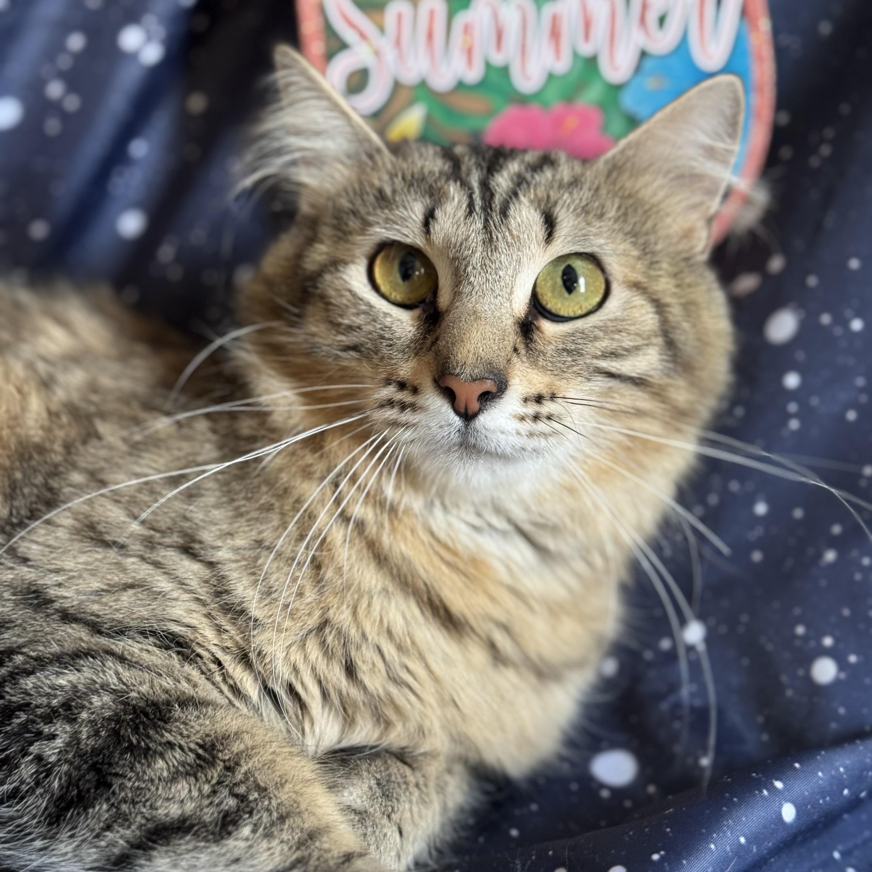 Churro & Misfit (Bonded Pair)