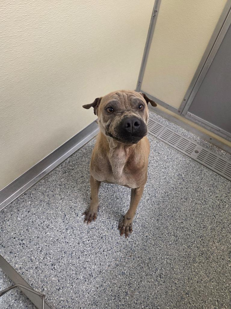 Marvin, Adoptable, Young Male Shar-Pei.