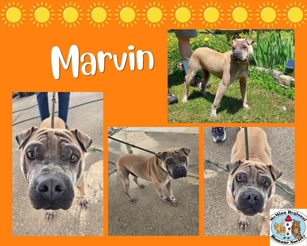Enlarge Marvin, a Adoptable mixed breed in Athens, TN image 2/4