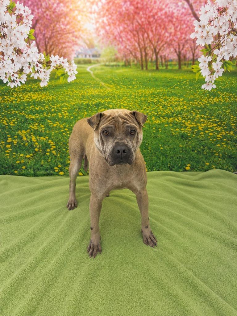 Enlarge Marvin, a Adoptable mixed breed in Athens, TN image 3/4