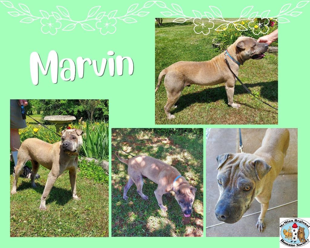 Enlarge Marvin, a Adoptable mixed breed in Athens, TN image 4/4