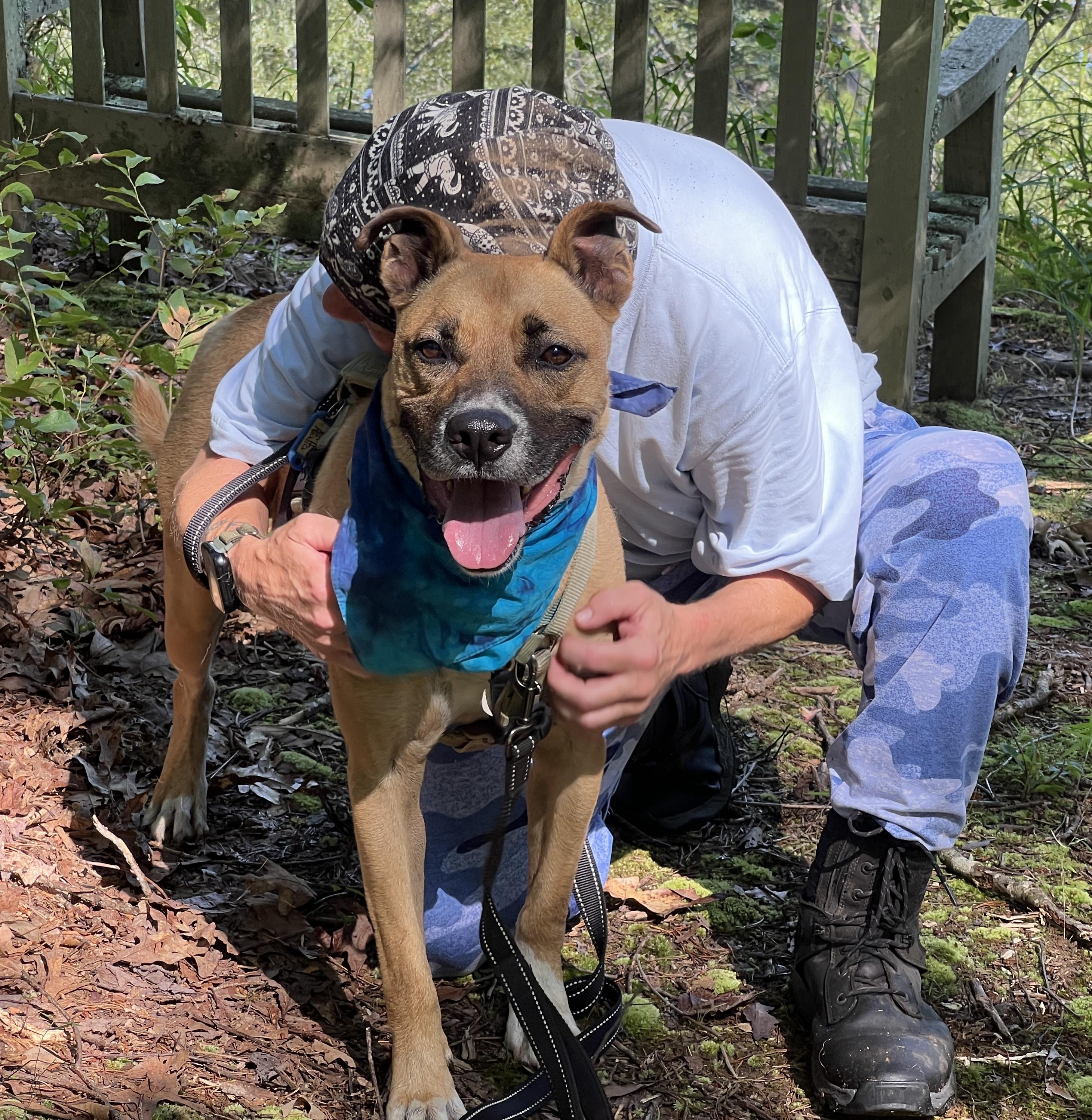 Alfalfa, an adoptable Shepherd in Palmyra, VA, 22963 | Photo Image 6