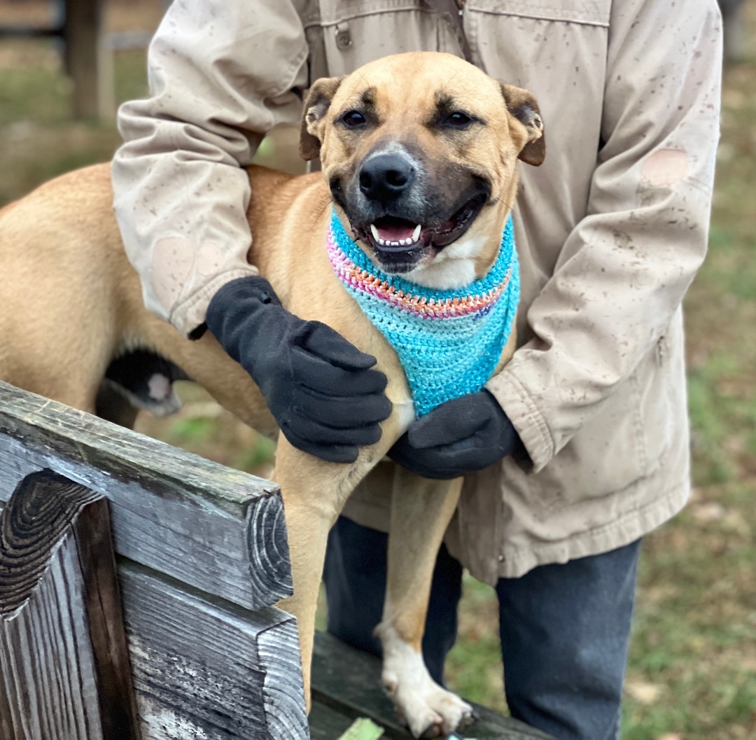 Alfalfa — thumbnail 4