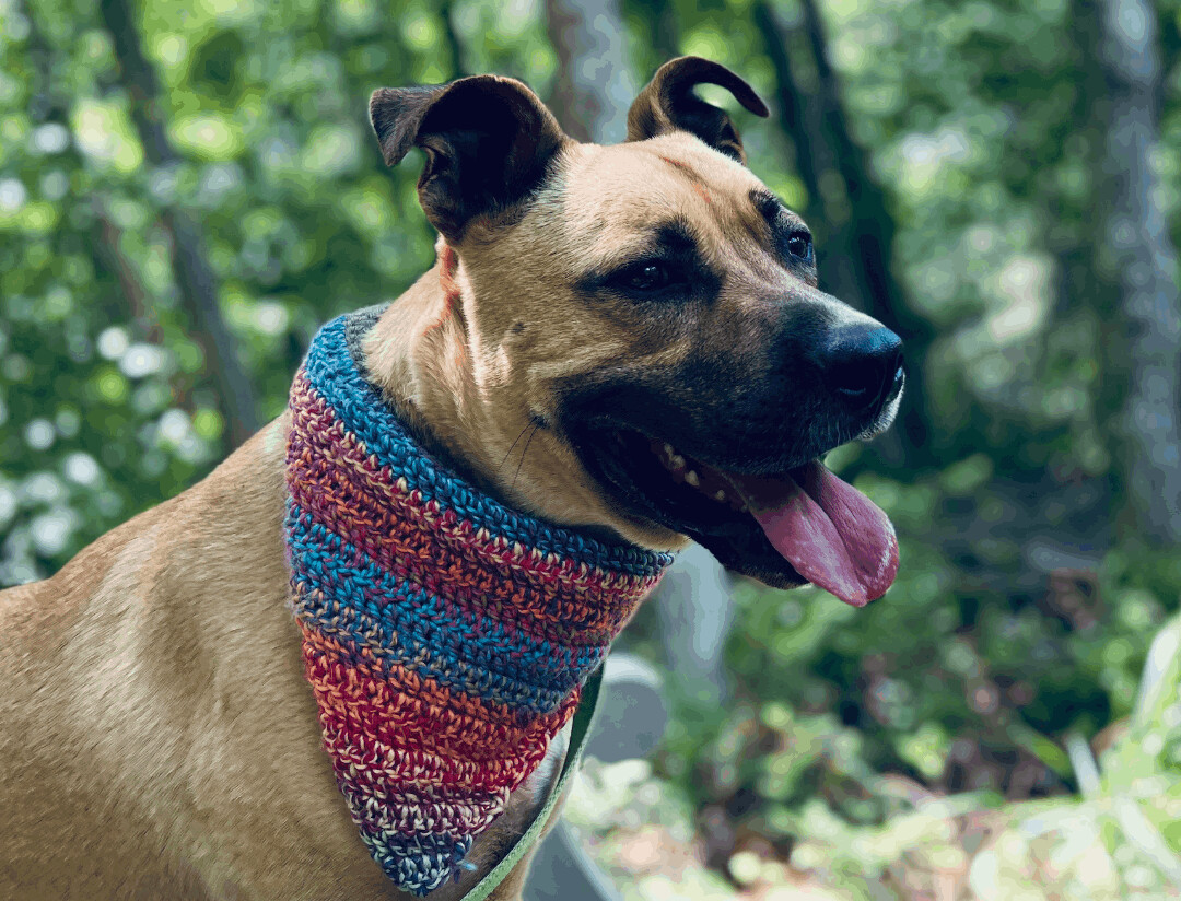 Alfalfa — thumbnail 5